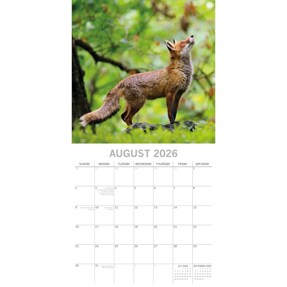 Foxes 2026 Wall Calendar Third Alternate Image