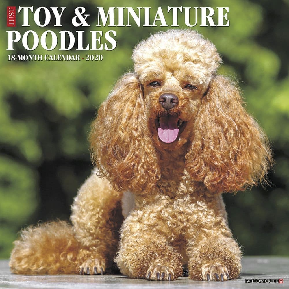 Toy and Miniature Poodles Wall Calendar
