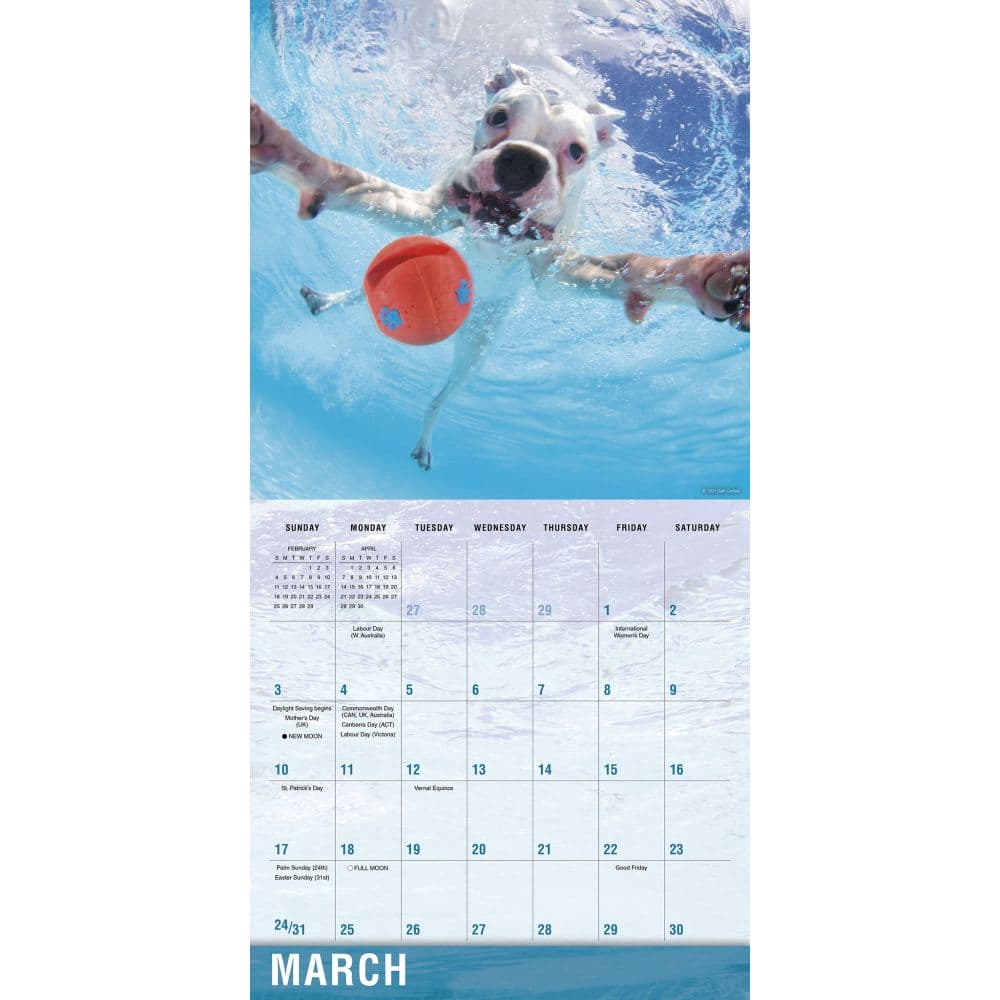 Underwater Dogs 2024 Wall Calendar Alternate Image 2