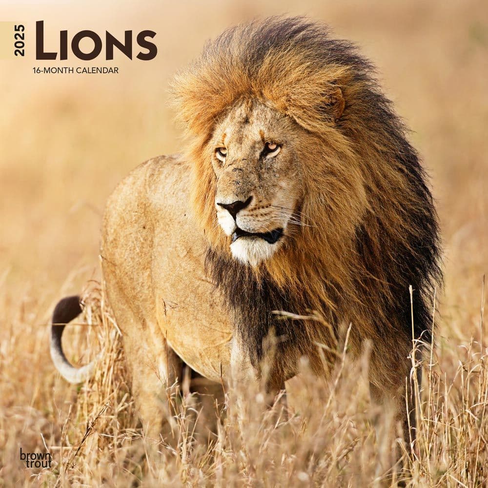 image Lions 2025 Wall Calendar  Main Image