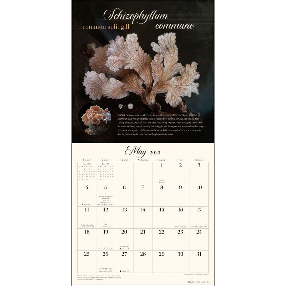 Miraculous Mushroom 2025 Wall Calendar Second Alternate Image