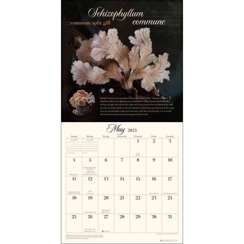 Miraculous Mushroom 2025 Wall Calendar First Alternate Image width=&quot;1000&quot; height=&quot;1000&quot;