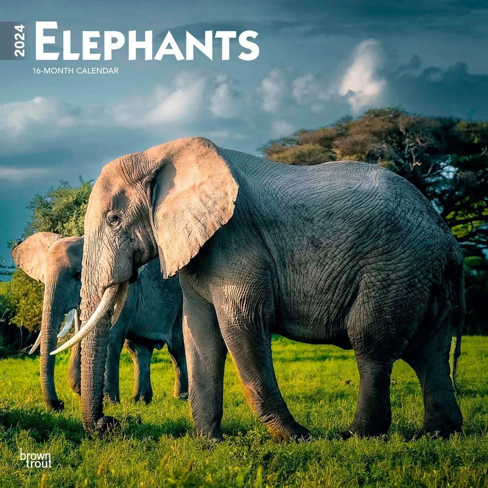 Elephants 2024 Wall Calendar Main Product Image width=&quot;1000&quot; height=&quot;1000&quot;