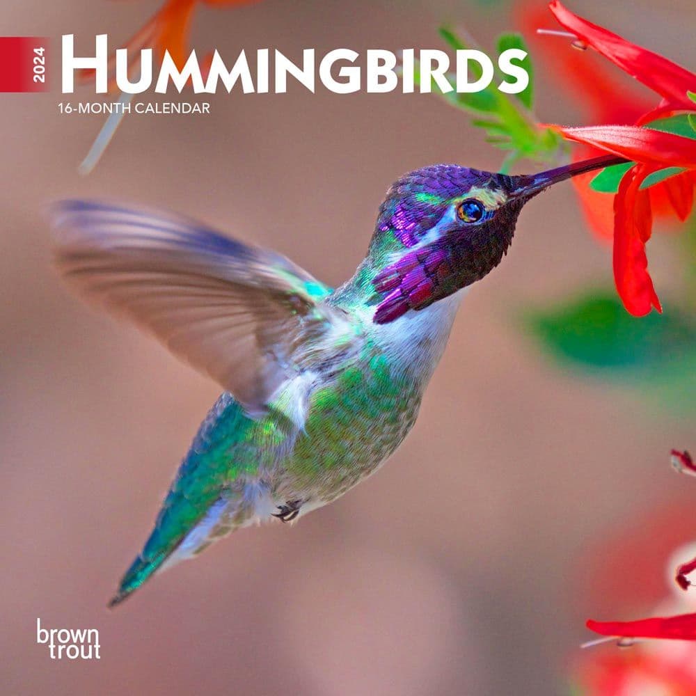 Hummingbirds 2024 Mini Wall Calendar Main Product Image width=&quot;1000&quot; height=&quot;1000&quot;