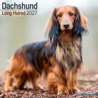 image Longhaired Dachshund 2027 Wall Calendar