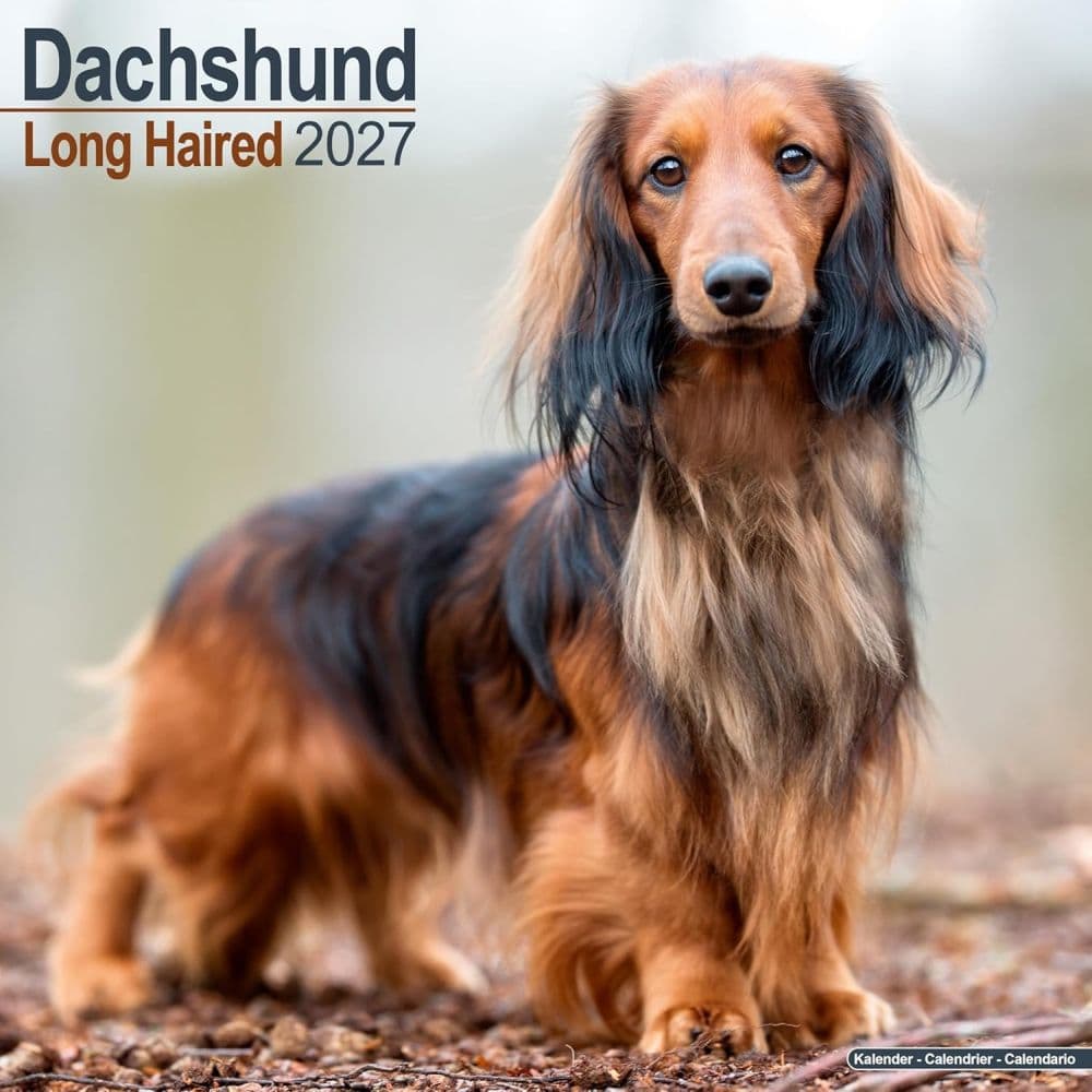 image Longhaired Dachshund 2027 Wall Calendar