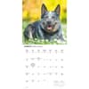 image Australian Cattle Dogs 2026 Wall Calendar Second Alternate Image