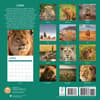 image Lions 2025 Wall Calendar First Alternate Image width="1000" height="1000"