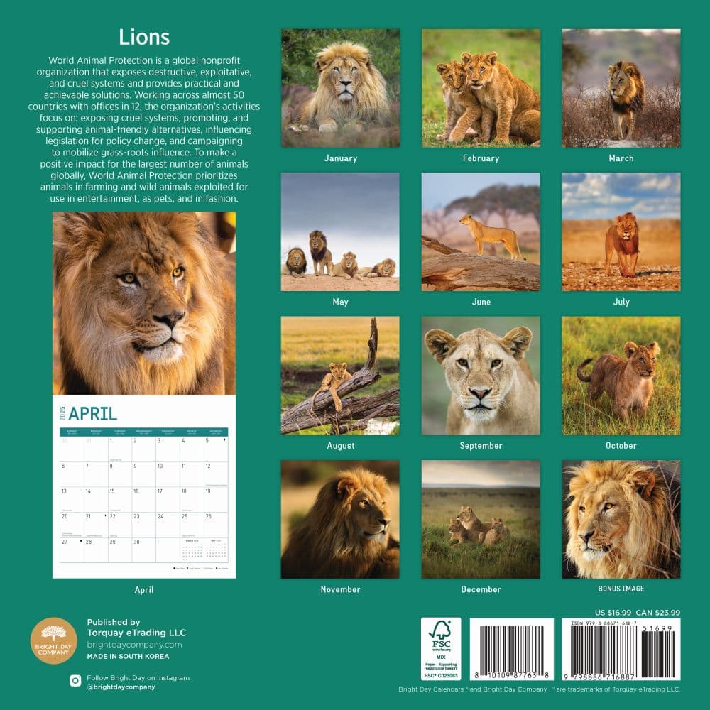 Lions 2025 Wall Calendar First Alternate Image width="1000" height="1000"