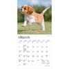 image Cavalier King Charles Puppies 2027 Mini Wall Calendar Second Alternate Image