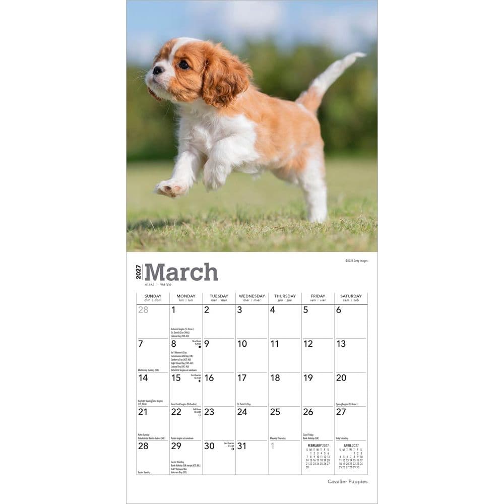 Cavalier King Charles Puppies 2027 Mini Wall Calendar Second Alternate Image
