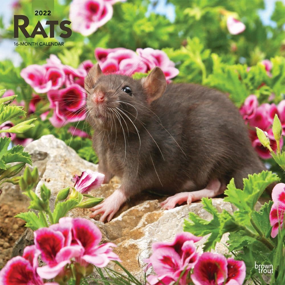 Rats 2022 Wall Calendar