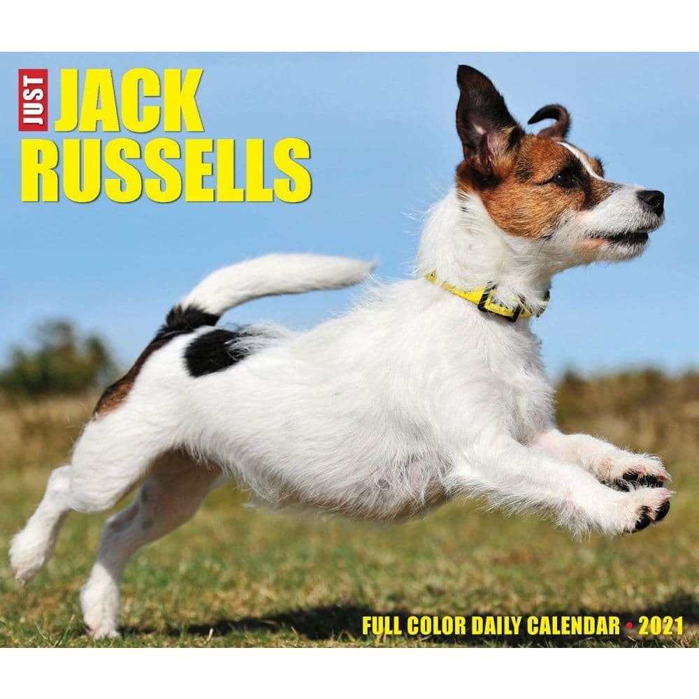 Jack Russells Desk Calendar Calendars
