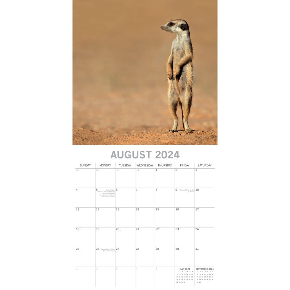 Meerkats 2024 Wall Calendar Third Alternate Image width=&quot;1000&quot; height=&quot;1000&quot;