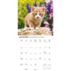 image Kittens Cute 2026 Wall Calendar Fourth Alternate Image