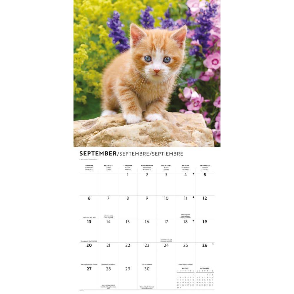 Kittens Cute 2026 Wall Calendar Fourth Alternate Image