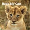image Baby Big Cats 2024 Wall Calendar Main Product Image width=&quot;1000&quot; height=&quot;1000&quot;