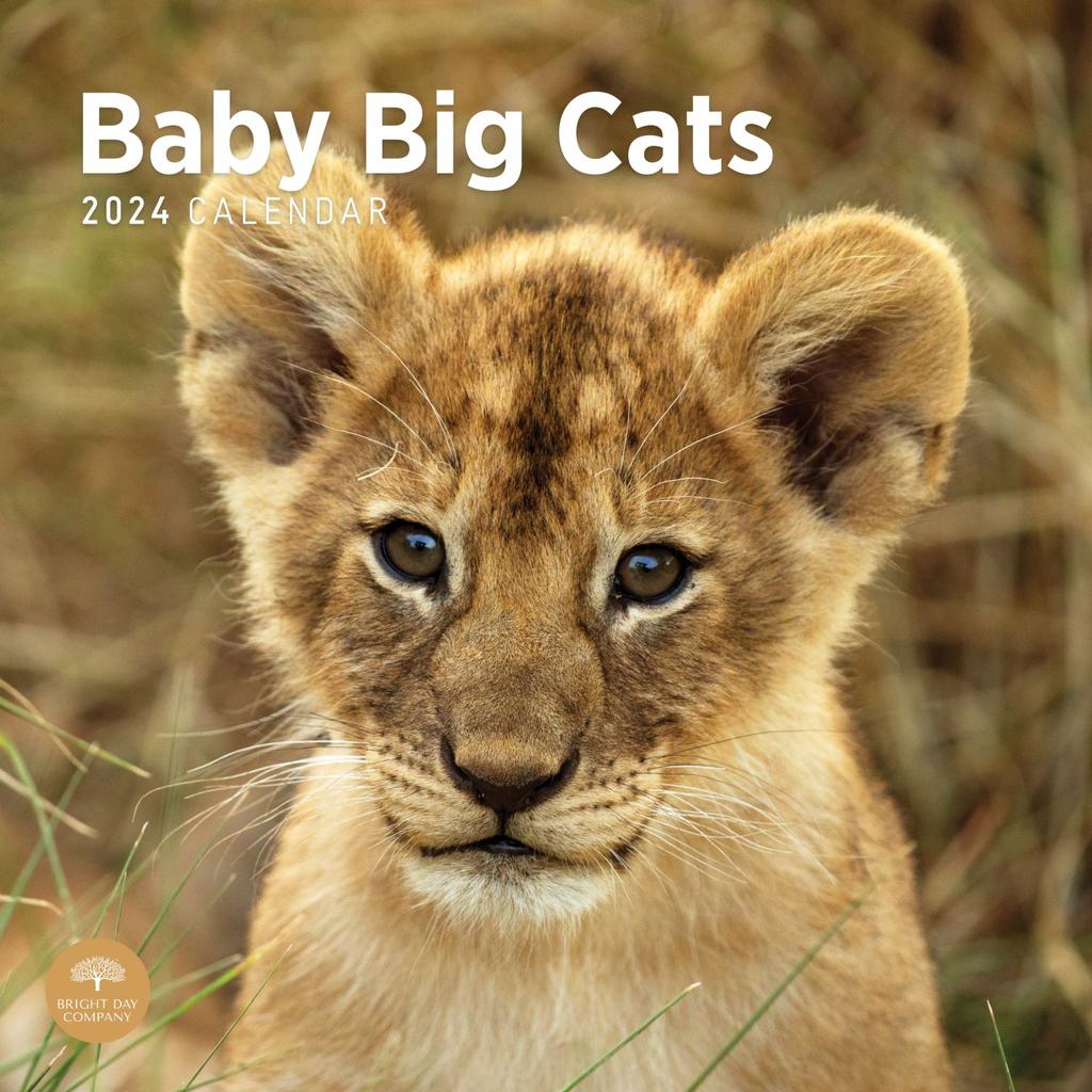 Baby Big Cats 2024 Wall Calendar Main Product Image width=&quot;1000&quot; height=&quot;1000&quot;