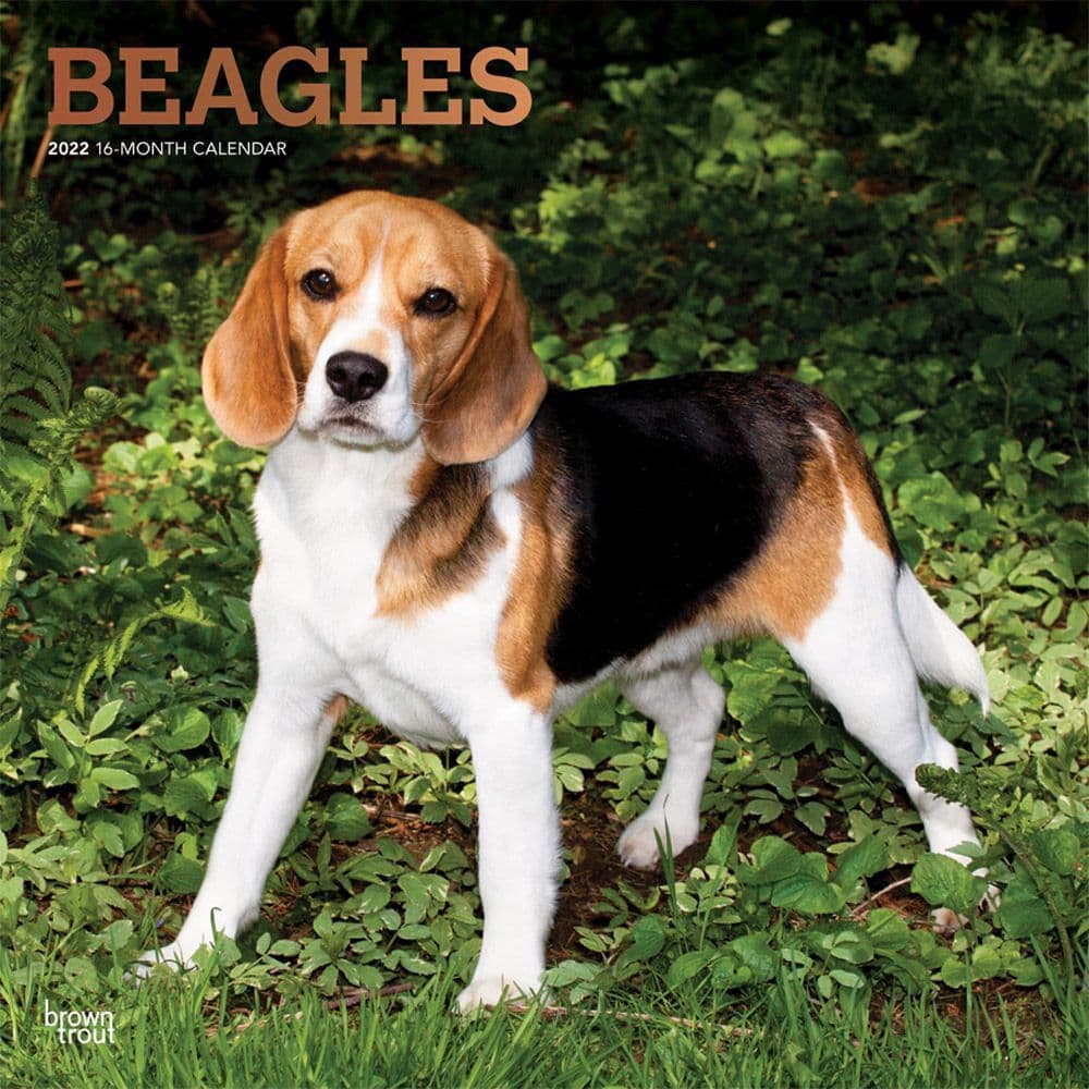 Beagles 2022 Wall Calendar