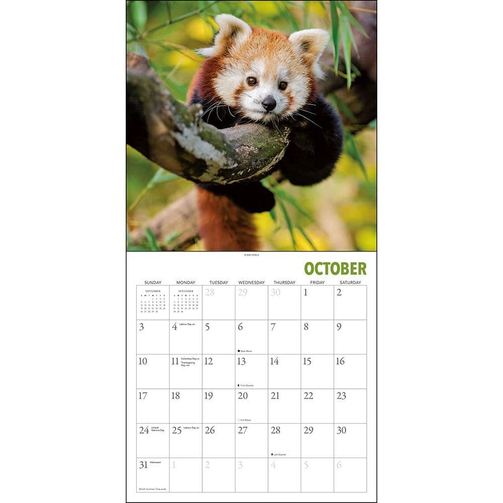 Red Pandas Wall Calendar