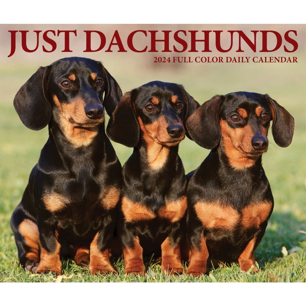 Just Dachshunds 2024 Desk Calendar