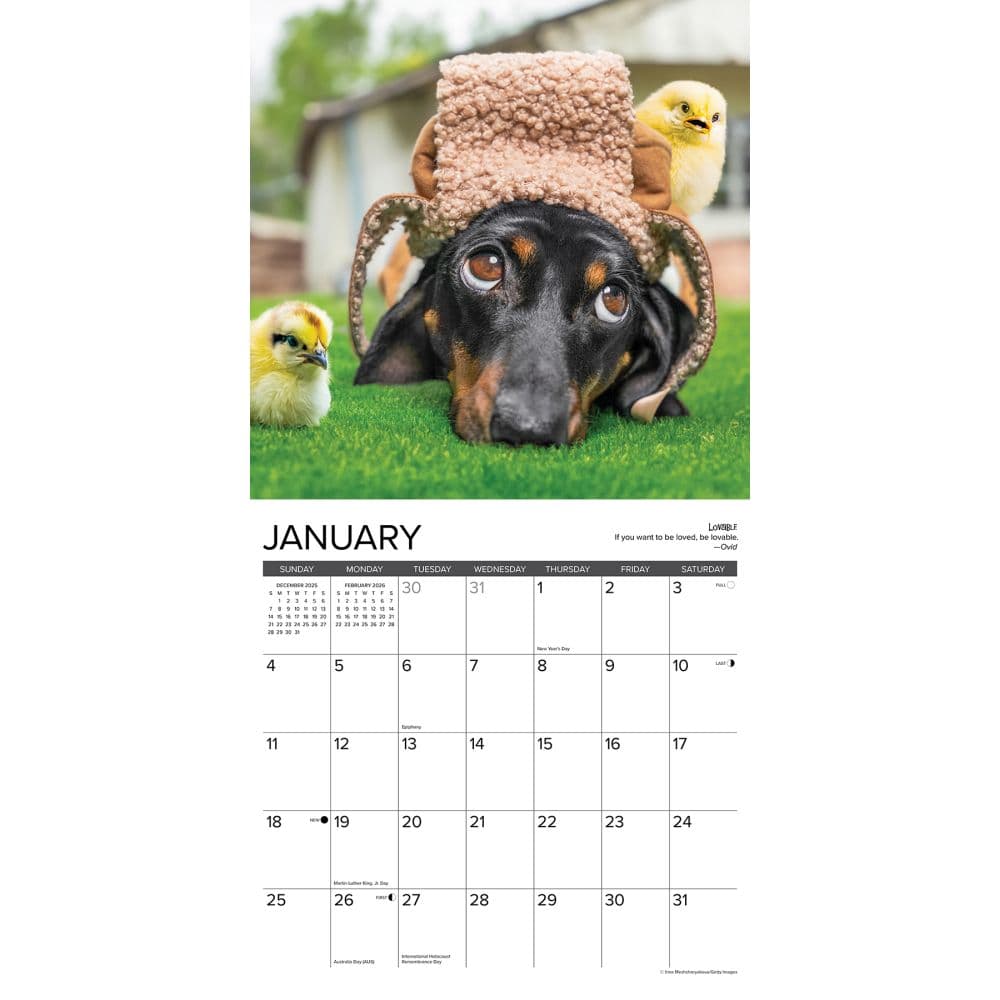 Dachshund Rules 2026 Wall Calendar Second Alternate Image
