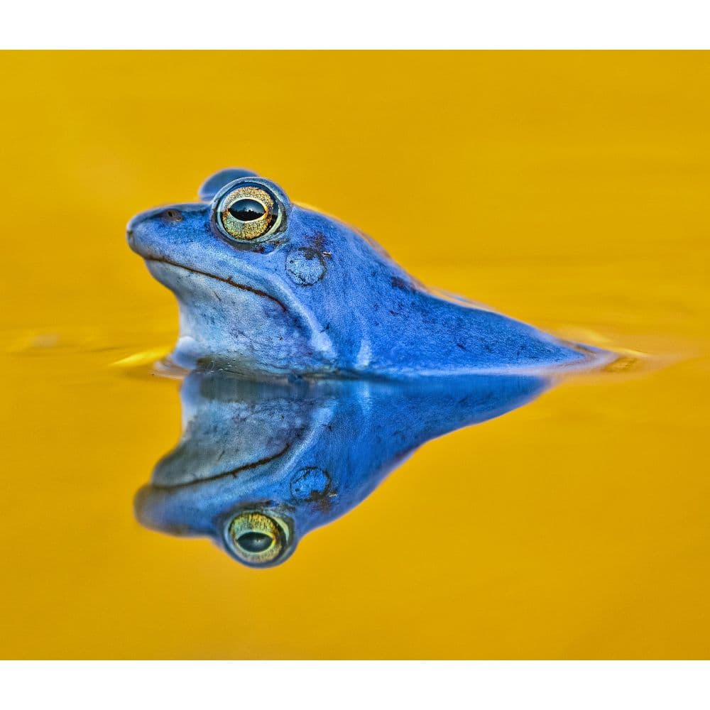 Frogs WWF 2024 Calendar