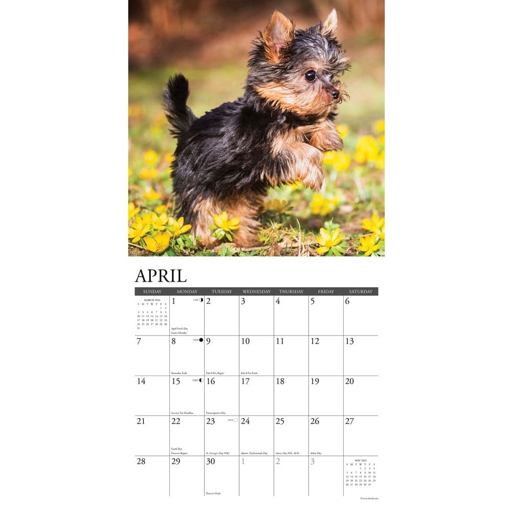 Just Yorkie Puppies 2024 Wall Calendar - Calendars.com