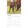 image Baby Moo Moos 2025 Wall Calendar