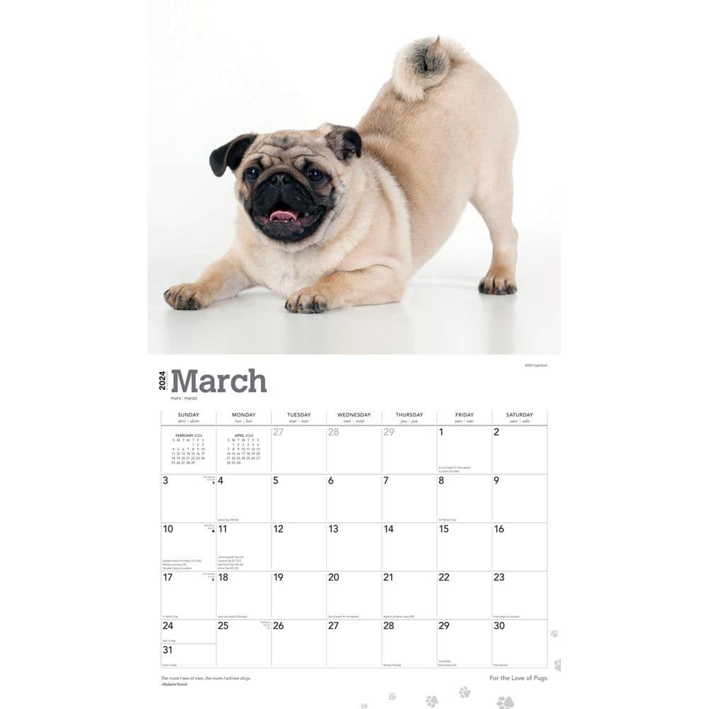 Pugs Deluxe 2024 Wall Calendar