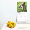 image French Bulldogs 2025 Wall Calendar