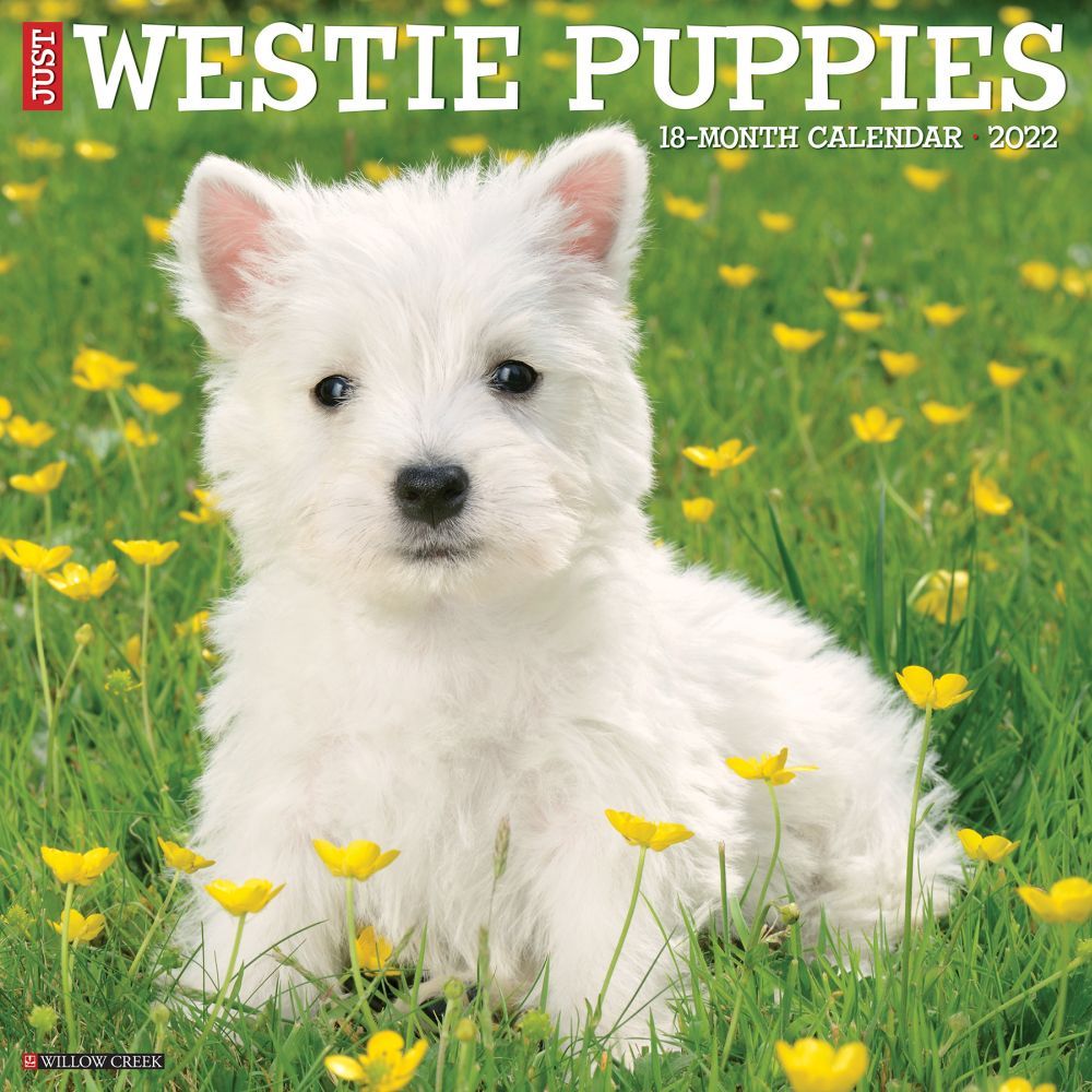 Westie Puppies 2022 Wall Calendar