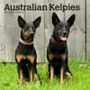 image Australian Kelpies 2025 Wall Calendar Main Image