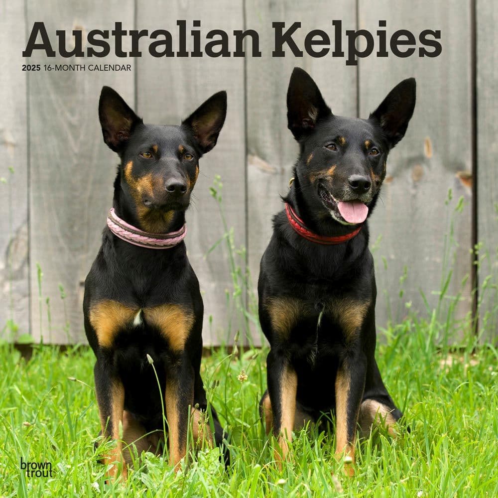 Australian Kelpies 2025 Wall Calendar Main Image