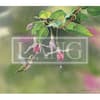 image Hummingbirds 2024 Desktop Wallpaper