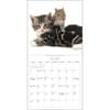 image Kittens and Friends 2025 Wall Calendar Third Alternate Image width=&quot;1000&quot; height=&quot;1000&quot;