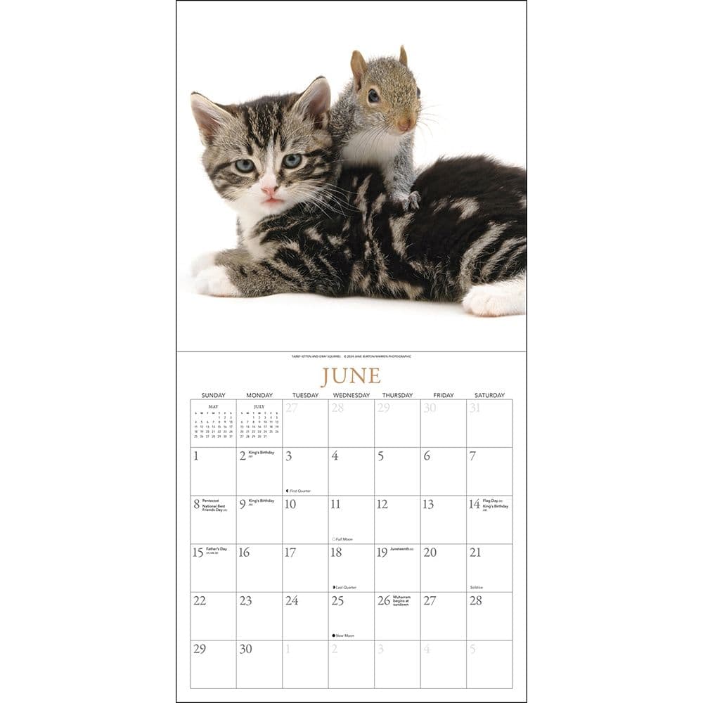 Kittens and Friends 2025 Wall Calendar Third Alternate Image width=&quot;1000&quot; height=&quot;1000&quot;