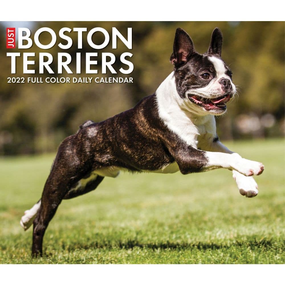 Boston Terrier Calendar 2023 Just Boston Terriers 2022 Desk Calendar