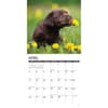 image Just Chocolate Puppies 2026 Wall Calendar Second Alternate Image