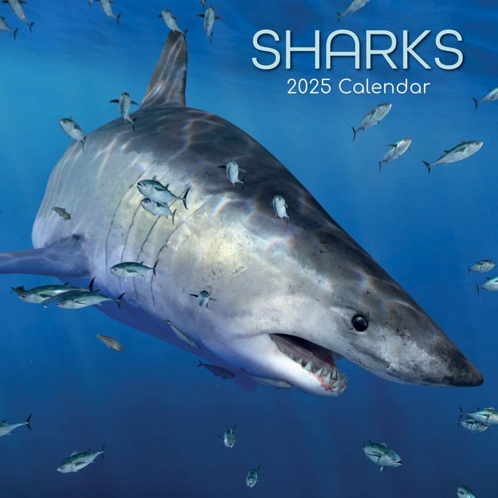  2024 Square Wall Calendar, Sharks, 16-Month Animals Theme