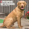 image Just Chesapeake Bay Retrievers 2026 Wall Calendar Main Image