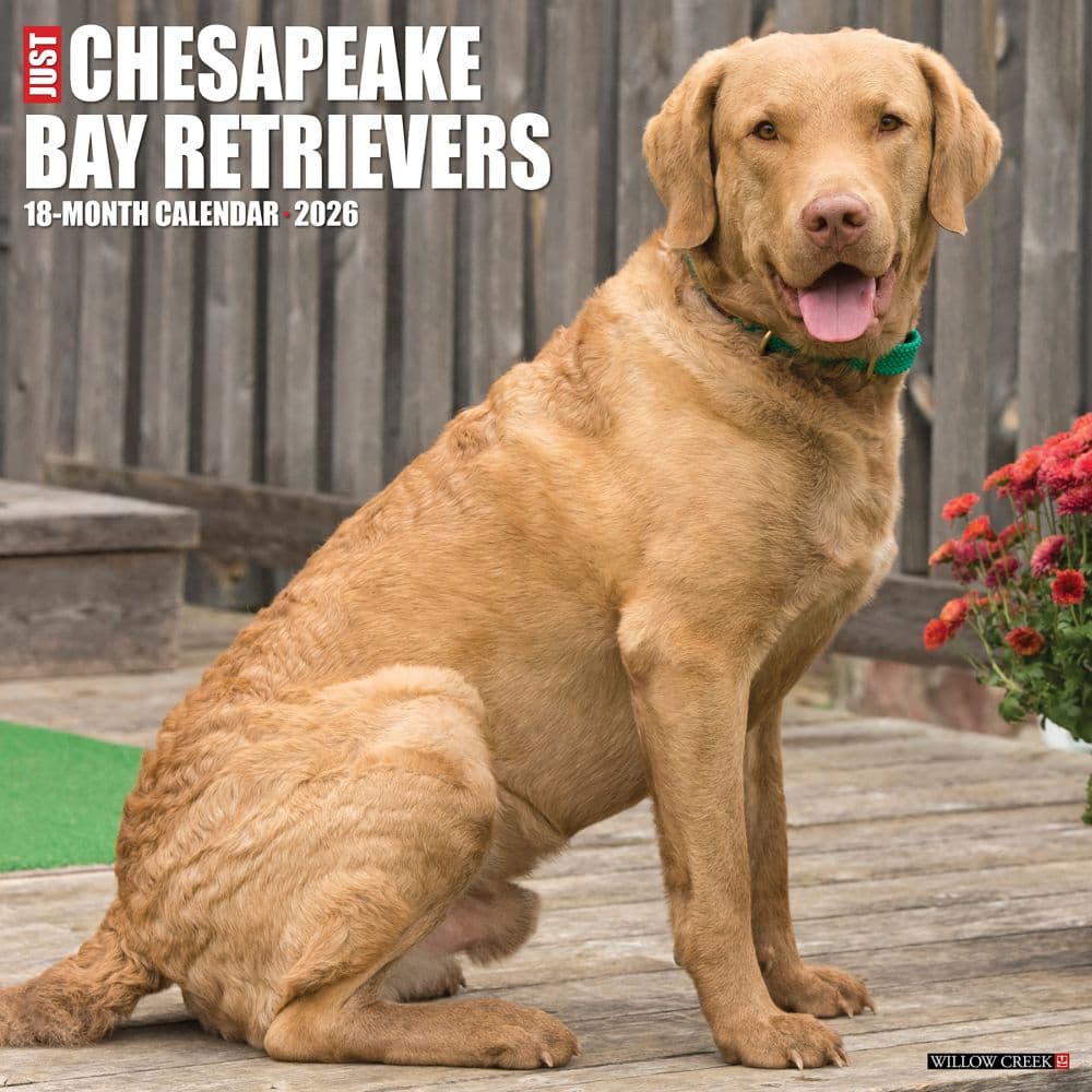 Just Chesapeake Bay Retrievers 2026 Wall Calendar Main Image