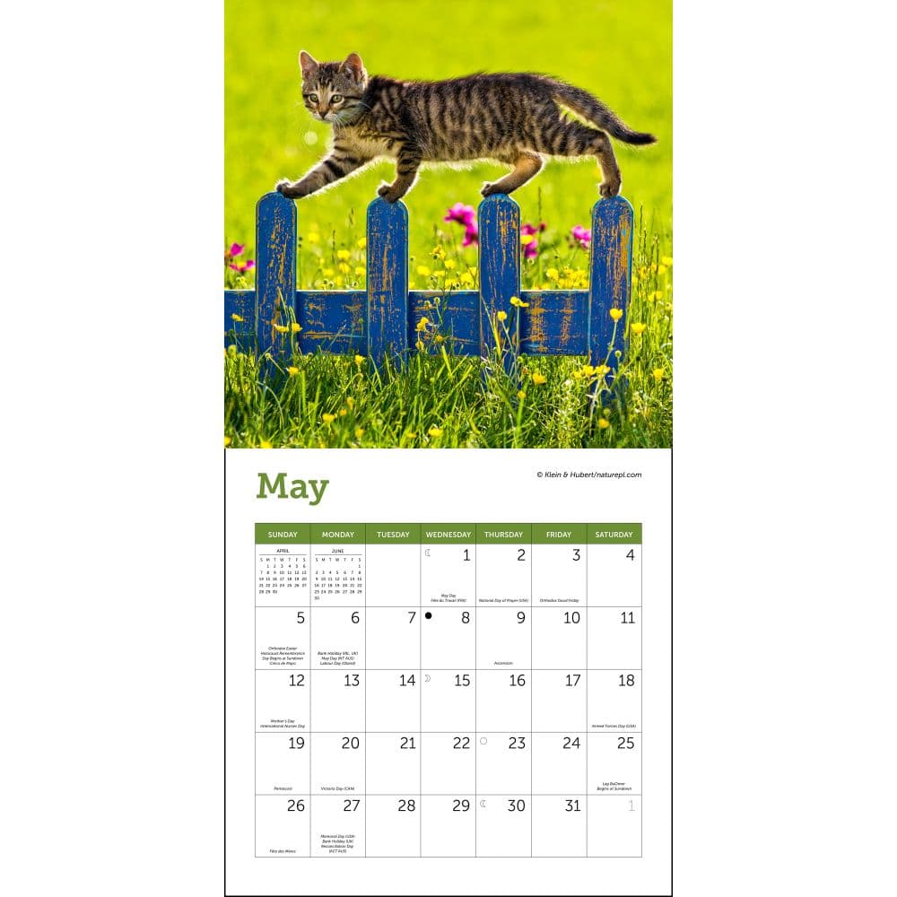 Cats 2024 Mini Wall Calendar Second Alternate Image width=&quot;1000&quot; height=&quot;1000&quot;