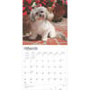 image Havanese 2025 Wall Calendar