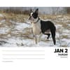 image Just Boston Terriers 2025 Desk Calendar Second Alternate Image