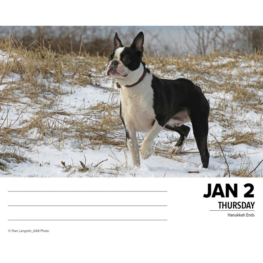 Just Boston Terriers 2025 Desk Calendar Second Alternate Image