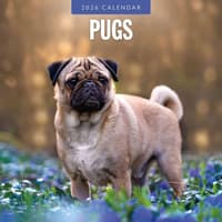 image Pugs 2026 Wall Calendar Main Product Image