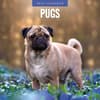 image Pugs 2026 Wall Calendar Main Product Image