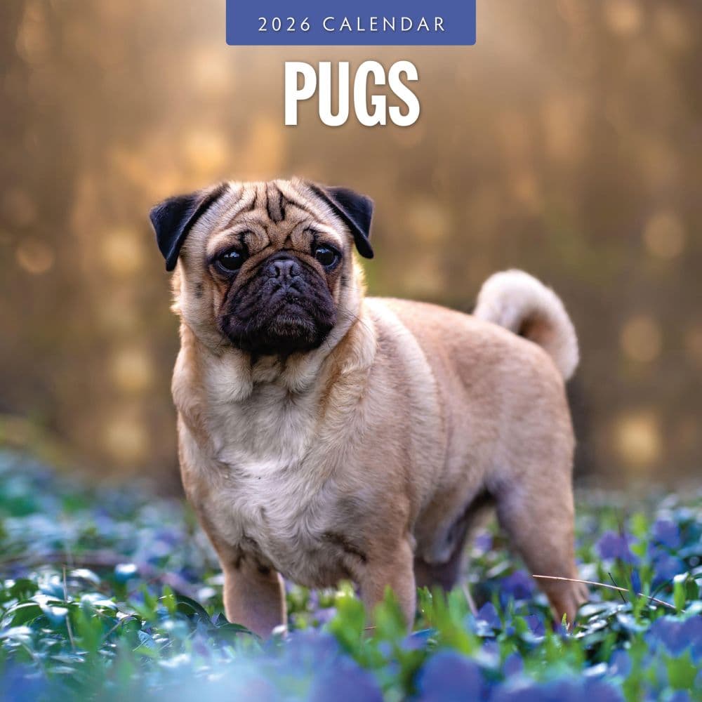 Pugs 2026 Wall Calendar Main Product Image