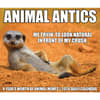 image Animal Antics 2026 Desk Calendar